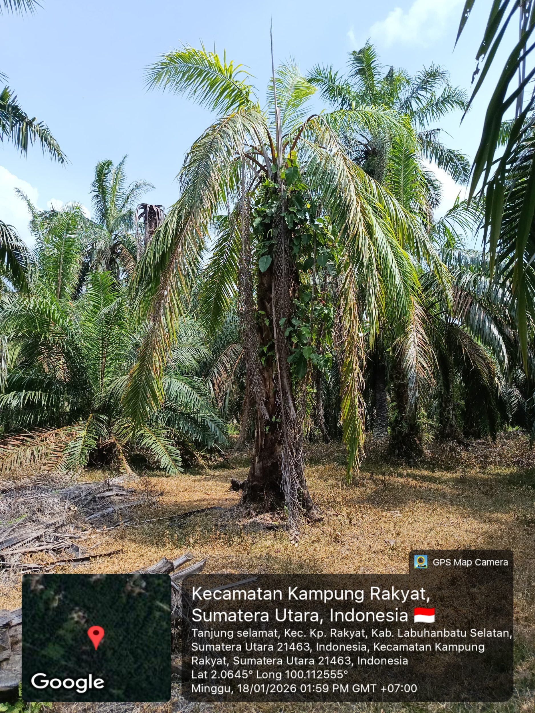 Serangan ganoderma kebun petani