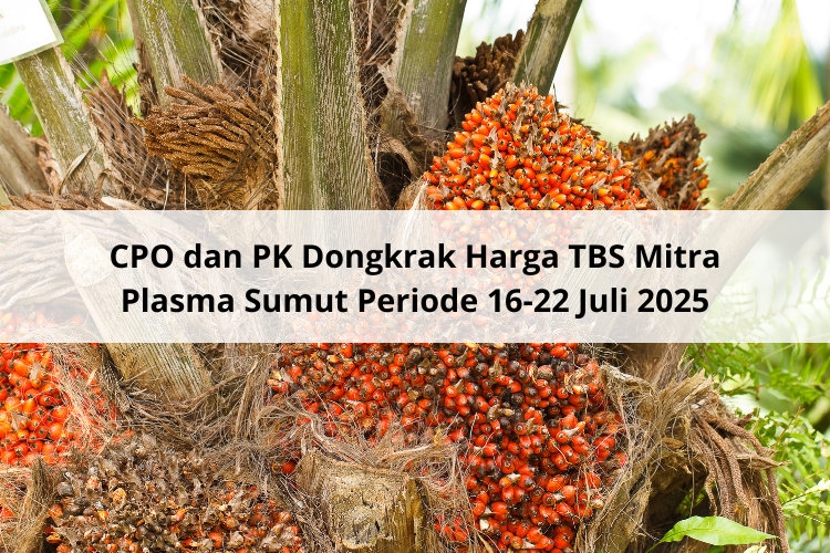 CPO dan PK Dongkrak Harga TBS Mitra Plasma Sumut Periode 16-22 Juli 2025