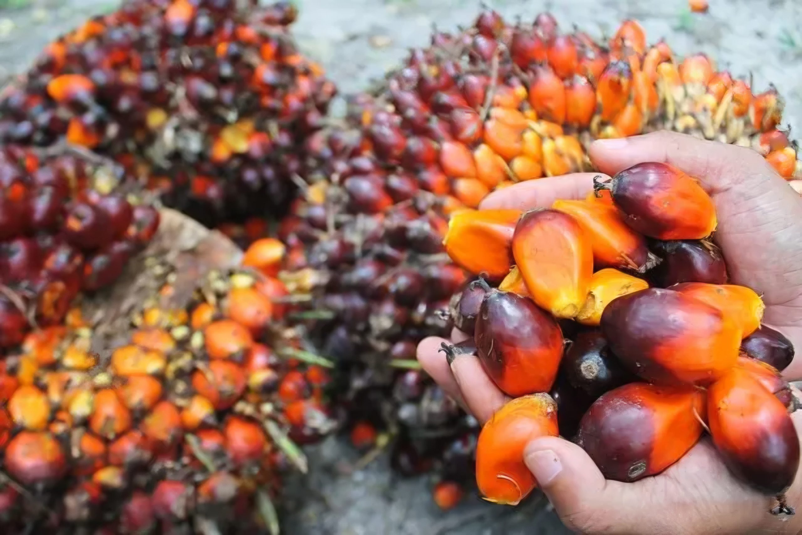 TBS Mitra Plasma Kalbar Dihargai di Kisaran Rp 3.400-an per Kg untuk Periode II September 2025
