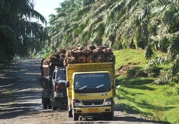 Harga Sawit Riau Menanjak Lagi