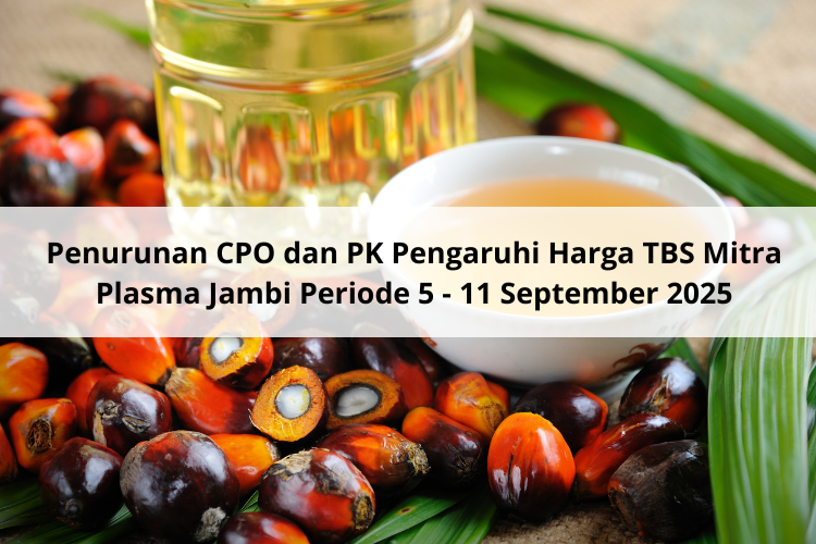 Penurunan CPO dan PK Pengaruhi Harga TBS Mitra Plasma Jambi Periode 5 – 11 September 2025