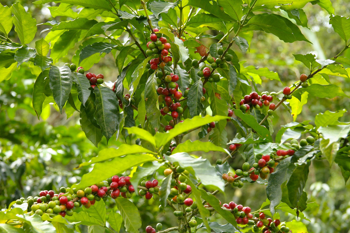 Ditjenbun Siapkan Perbaikan Kebun Kopi Seluas 18.812 Ha di Aceh