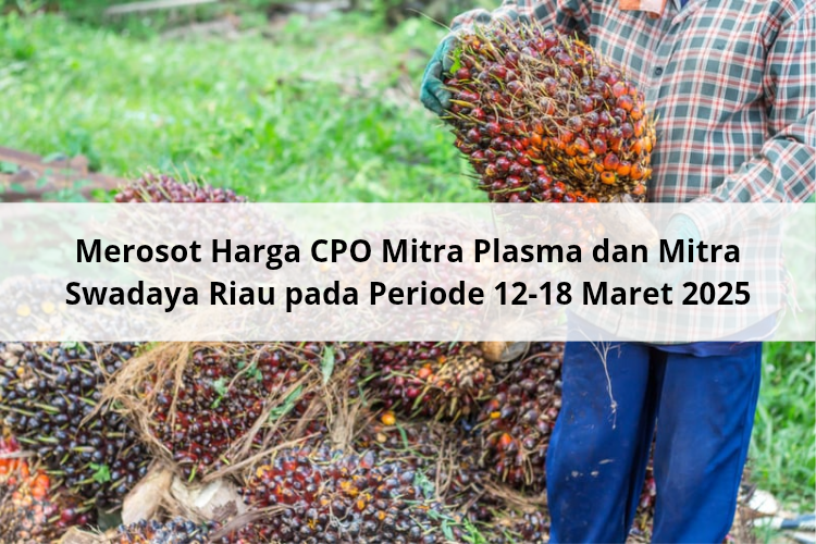 Merosot Harga CPO Mitra Plasma dan Mitra Swadaya Riau pada Periode 12-18 Maret 2025