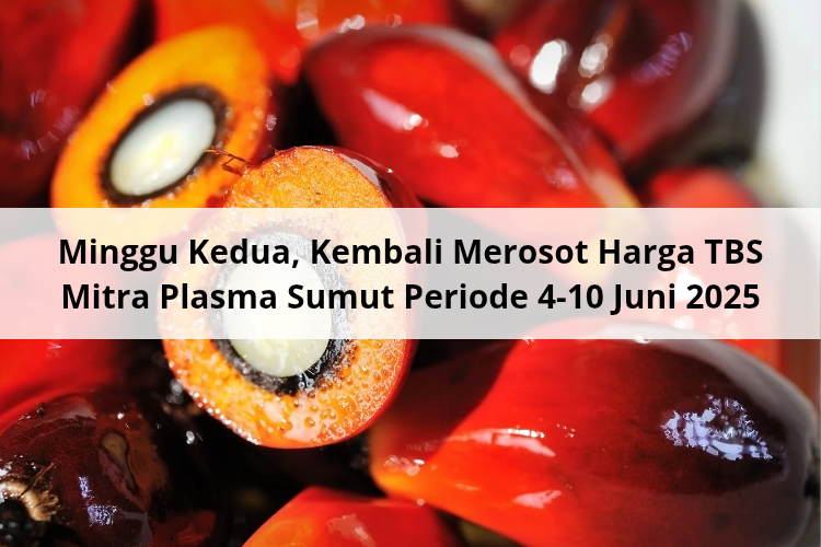 Minggu Kedua, Kembali Merosot Harga TBS Mitra Plasma Sumut Periode 4-10 Juni 2025