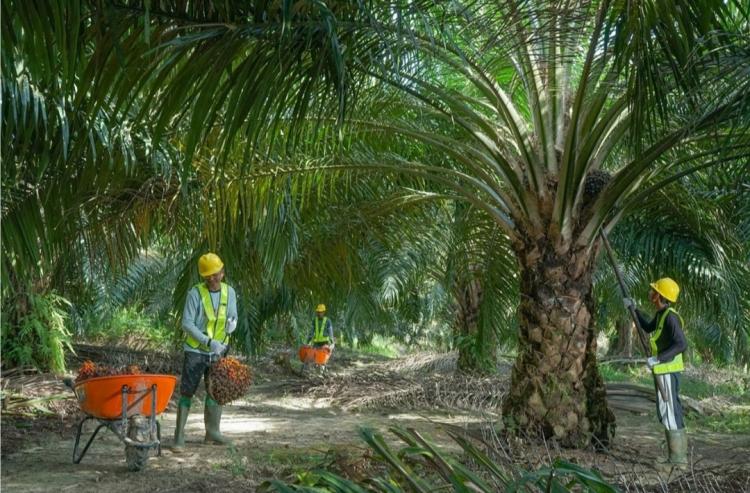ISPO Hadapi Tantangan Baru, Dualisme Klasifikasi PKS Muncul di Lapangan