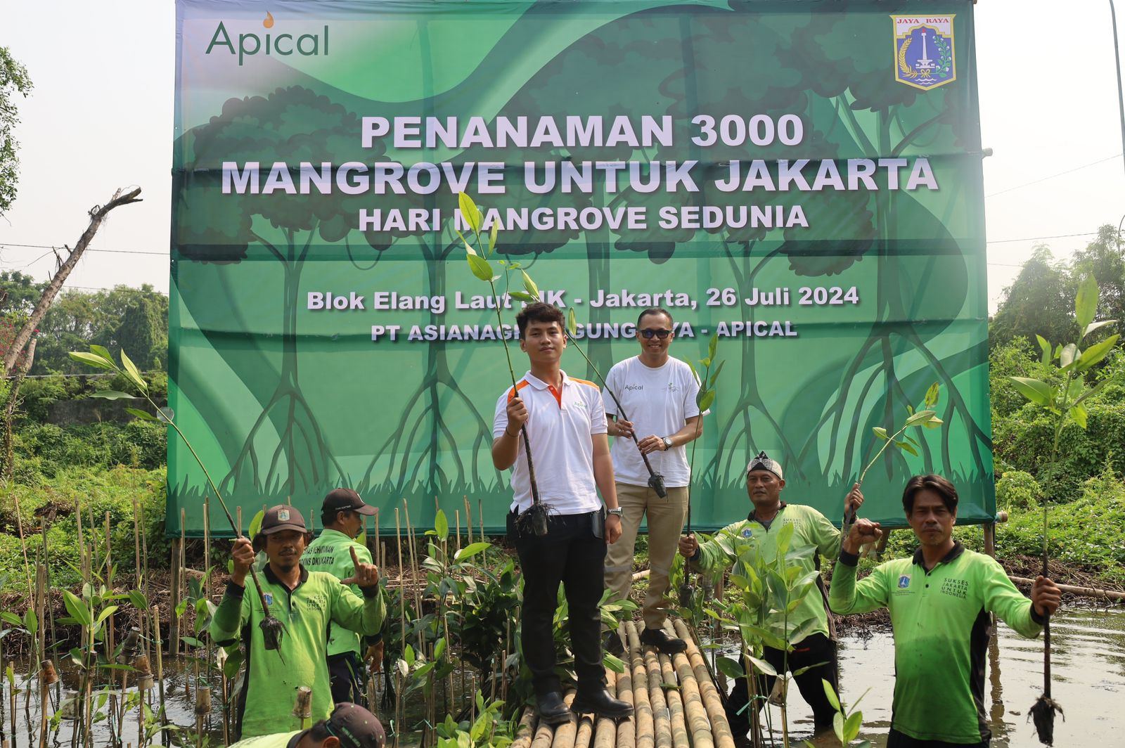 Hari Mangrove Sedunia, Apical Kembali Lakukan Penanaman 3.500 Mangrove