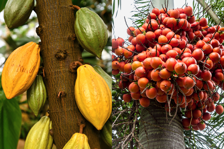Begini Kondisi Harga Pinang dan Kakao di Abdya