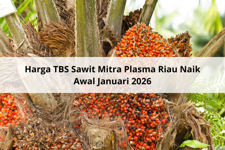 Harga TBS Sawit Mitra Plasma Riau Naik Awal Januari 2026