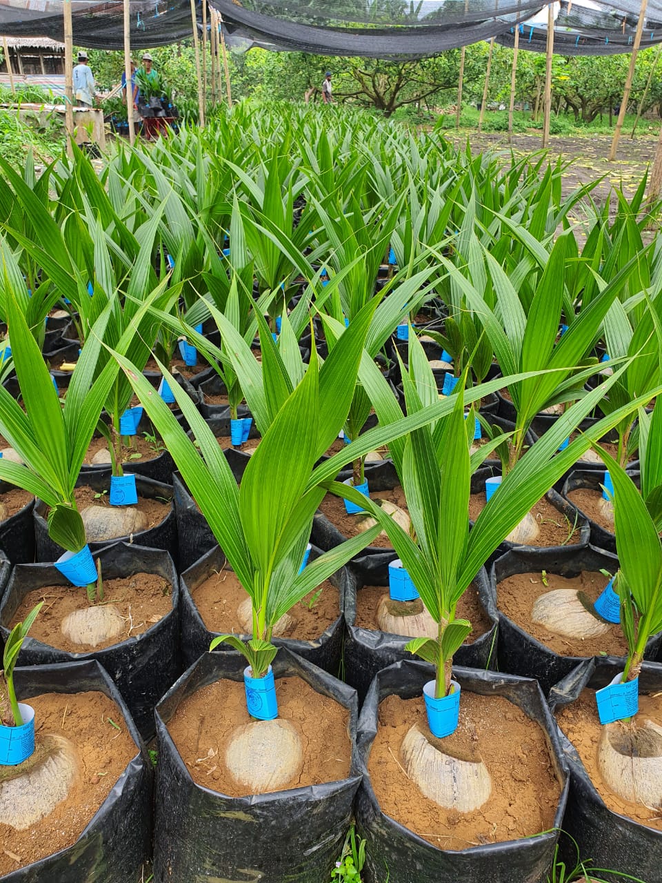 Penangkar Siap Sukseskan Program Pengembangan Kelapa Genjah