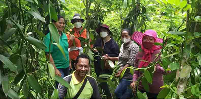 Penetapan Kebun Sumber Benih Vanili di Kabupaten Sikka