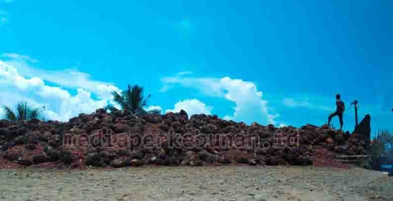 Harapan Diperbatasan, Pekebun Bertaruh Harga