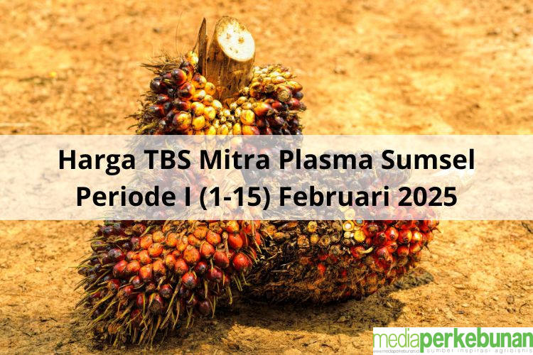Segini Harga TBS Mitra Plasma Sumsel Periode I (1-15) Februari 2025