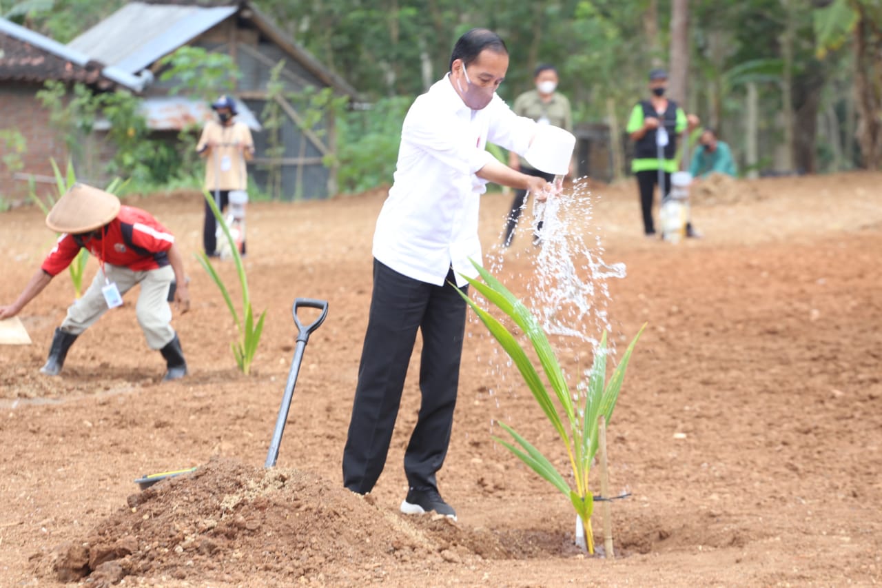 Presiden Jokowi Canangkan Tanam Kelapa Genjah 1 Juta Batang Se-Indonesia