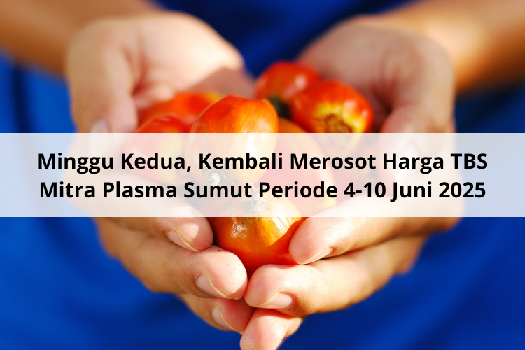 WD Hentikan Geliat Harga CPKO Hasil Tender PT KPBN Periode 15 Juli 2025