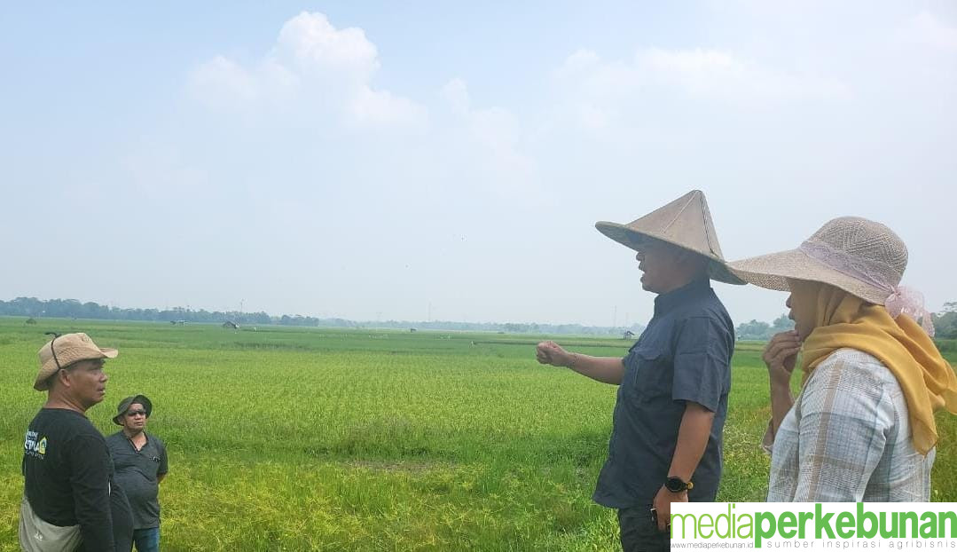 Kementan Pastikan Pompa Mengairi Sawah dengan Baik