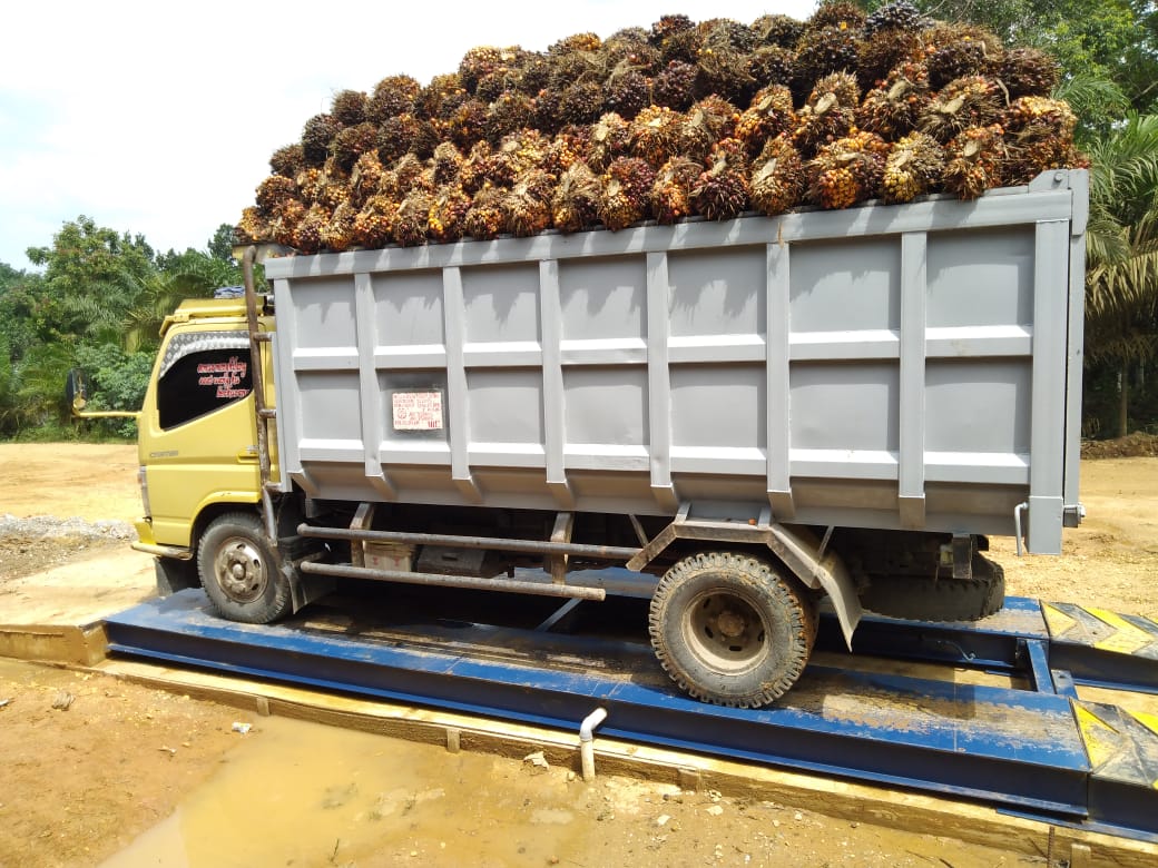 Harga Sawit Riau Menanjak Lagi