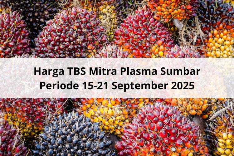 Wow Banget Harga TBS Mitra Plasma Sumbar Periode 15-21 September 2025