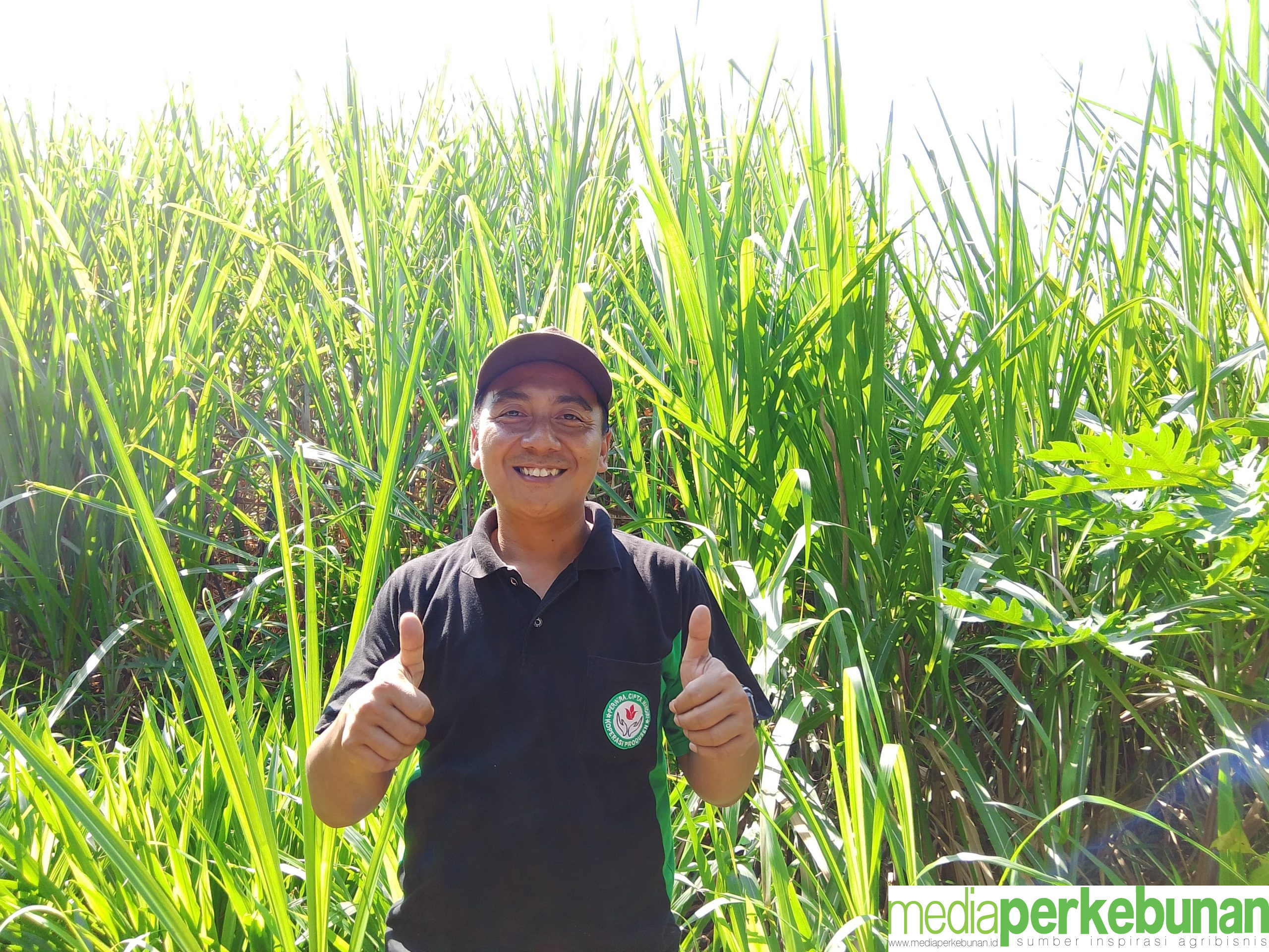 Yogi Dwi Sungkowo, Penerima Bantuan Berubah Menjadi Pengembang Cluster Lada