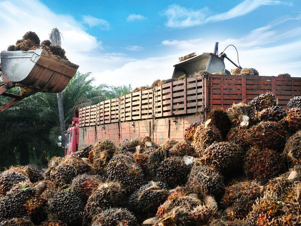 BPS Catat Aceh Raup USD 9,82 Juta dari Ekspor Cangkang Sawit