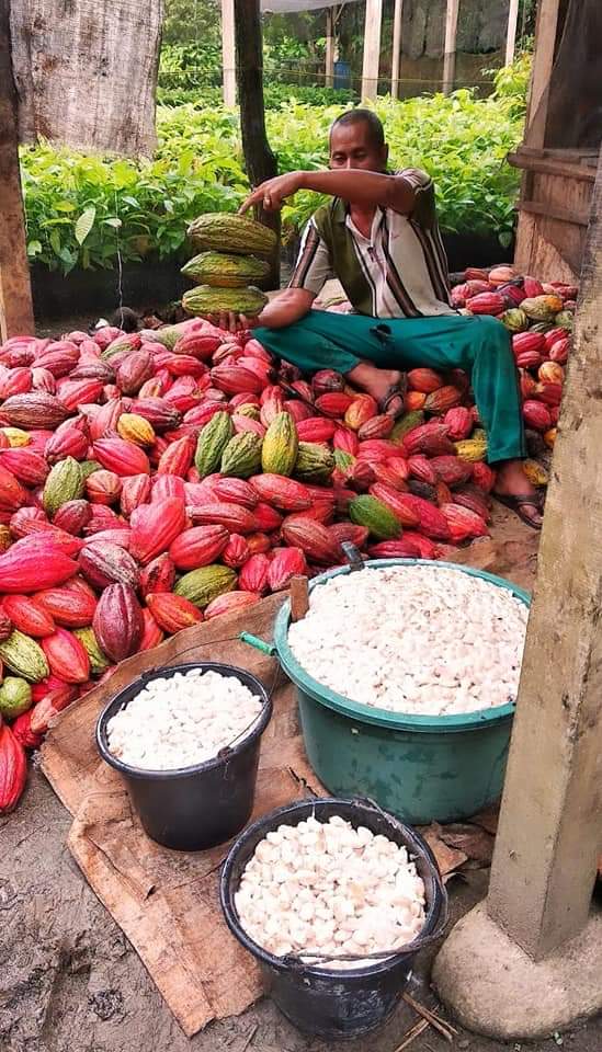 INDONESIA MASIH PRODUSEN KAKAO NOMOR 3 DUNIA