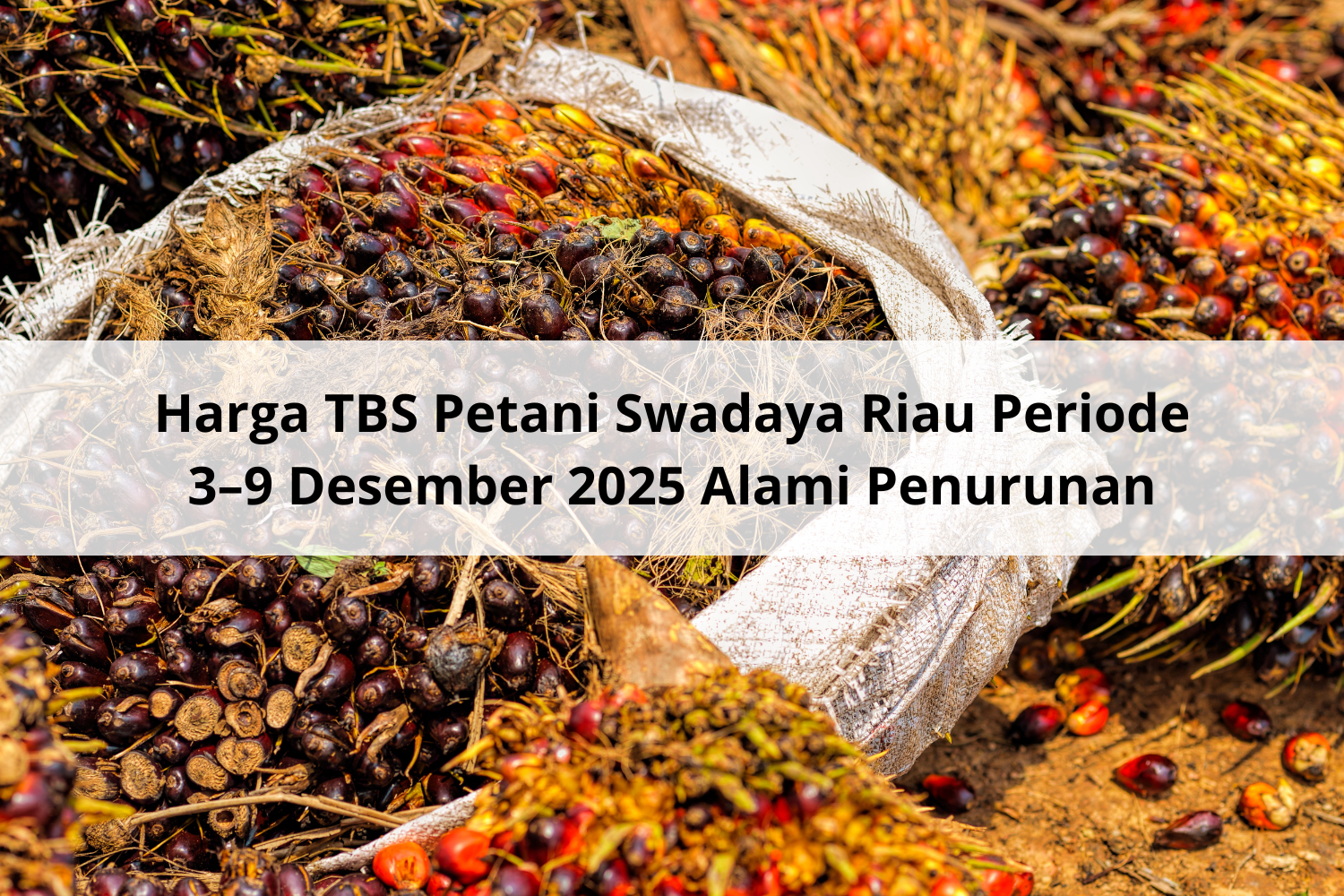 Harga TBS Petani Swadaya Riau Periode 3–9 Desember 2025 Alami Penurunan
