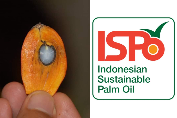 Perpres ISPO Terbit, Industri Hilir dan Bioenergi Wajib ISPO, Pekebun Punya Waktu 4 Tahun Lagi