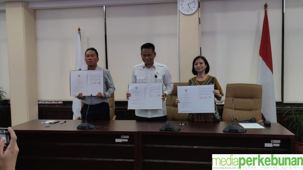 BSIP, PEMKAB MINSEL DAN PT CARGILL KERJASAMA BANGUN KEBUN SUMBER BENIH KELAPA BIDO     