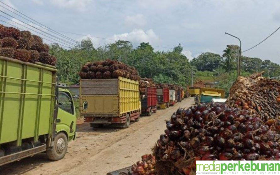 Harga TBS Jambi Masih Naik Terus