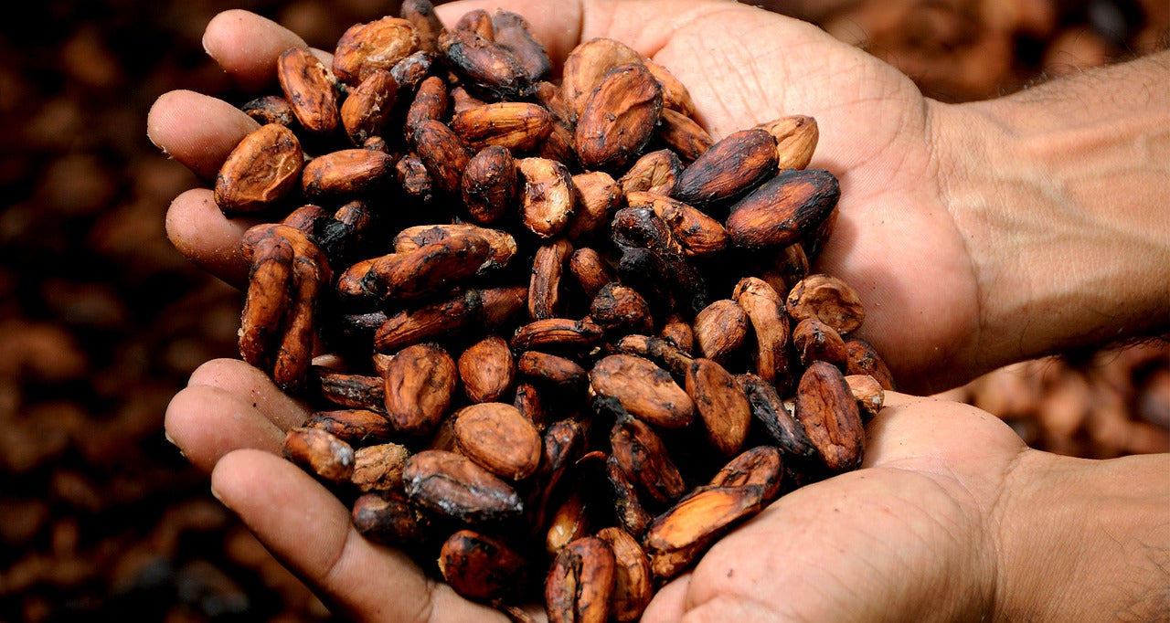 Harga Referensi Biji Kakao Januari 2026 Turun