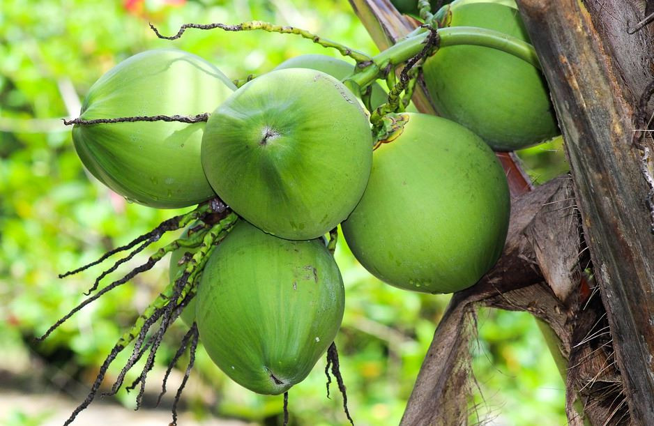 Cara Budidaya Kelapa Genjah Entok Agar Cepat Berbuah