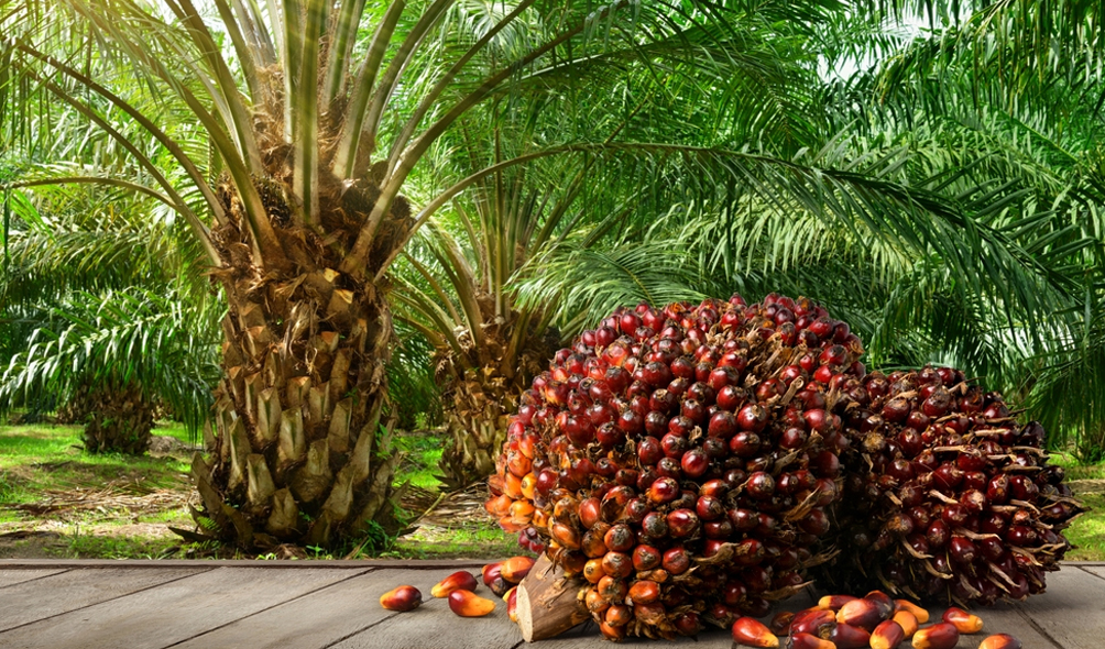 Harga TBS Bangka Tengah 15 Juni 2026: Harga Pabrik Stabil, Tingkat Petani Mandiri Mulai Naik