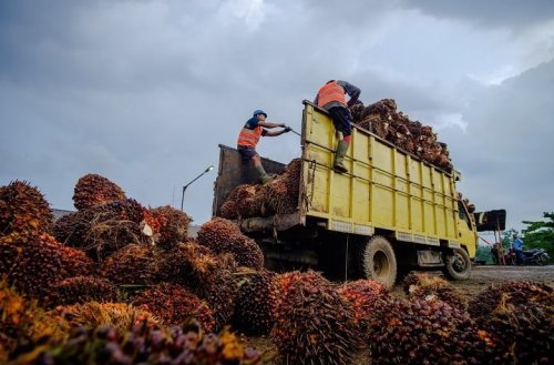 Kolaisi Buruh Sawit: WRO MAR dan HIP Jadi Pintu Masuk Perusahaan dan Buruh Duduk Bersama Perbaiki Kondisi Kerja