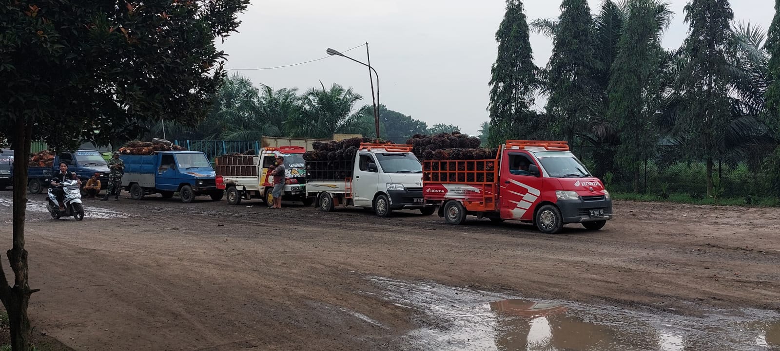 Tak Tinggal Diam, Ditjen Perkebunan Cek Langsung Harga TBS Pekebun