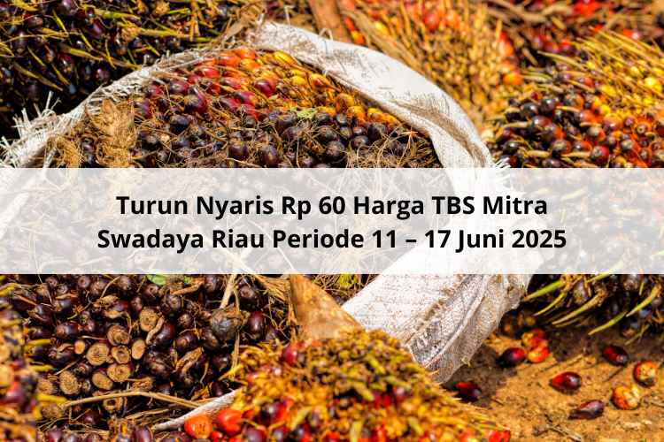 Turun Nyaris Rp 60 Harga TBS Mitra Swadaya Riau Periode 11 – 17 Juni 2025