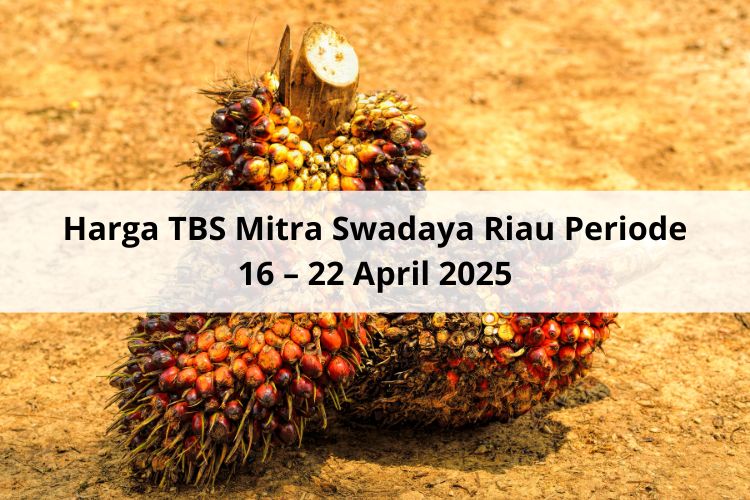 Beragam Situasi Tekan Harga TBS Mitra Swadaya Riau Periode 16 – 22 April 2025