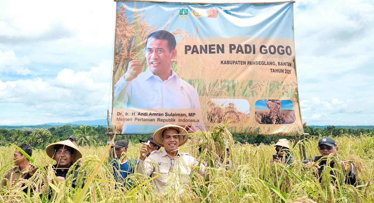 Ikut Program PSR, Petani di Banten Raup Cuan dari Padi Gogo