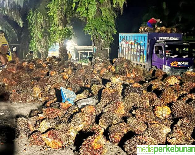Anjlok Harga TBS Mitra Swadaya Riau Periode 15-21 Januari 2025