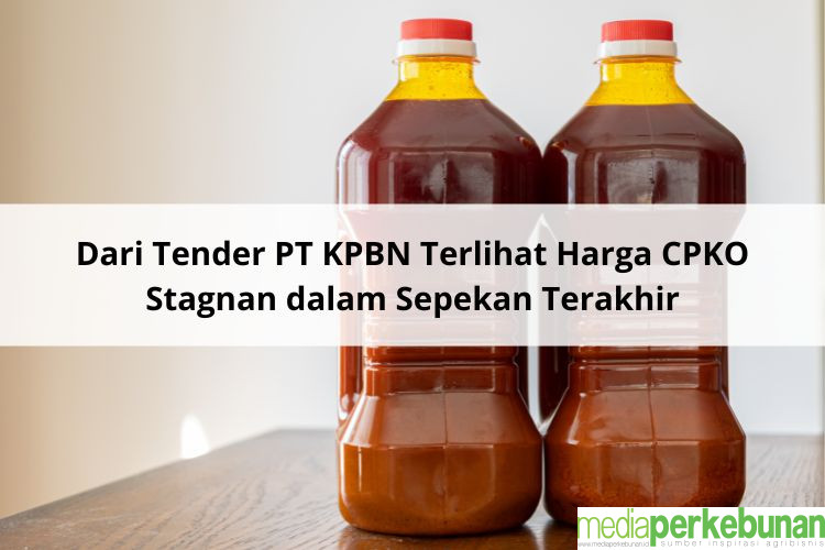 Dari Tender PT KPBN Terlihat Harga CPKO Stagnan dalam Sepekan Terakhir
