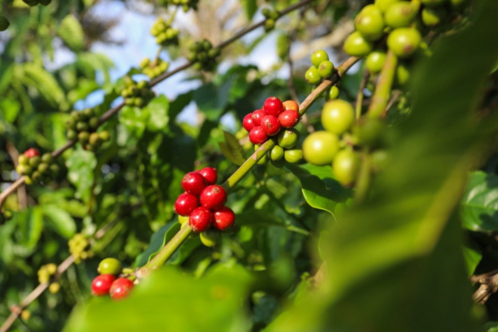 Kabupaten Merangin Siapkan 500 Ha untuk Perkebunan Kopi