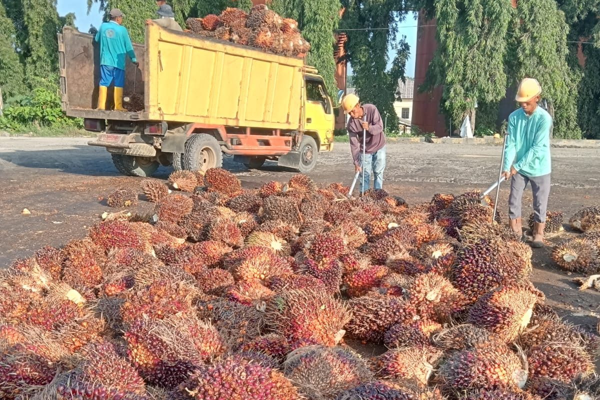 Begini Nasib Harga TBS Petani Swadaya di Sumut di Awal 2025