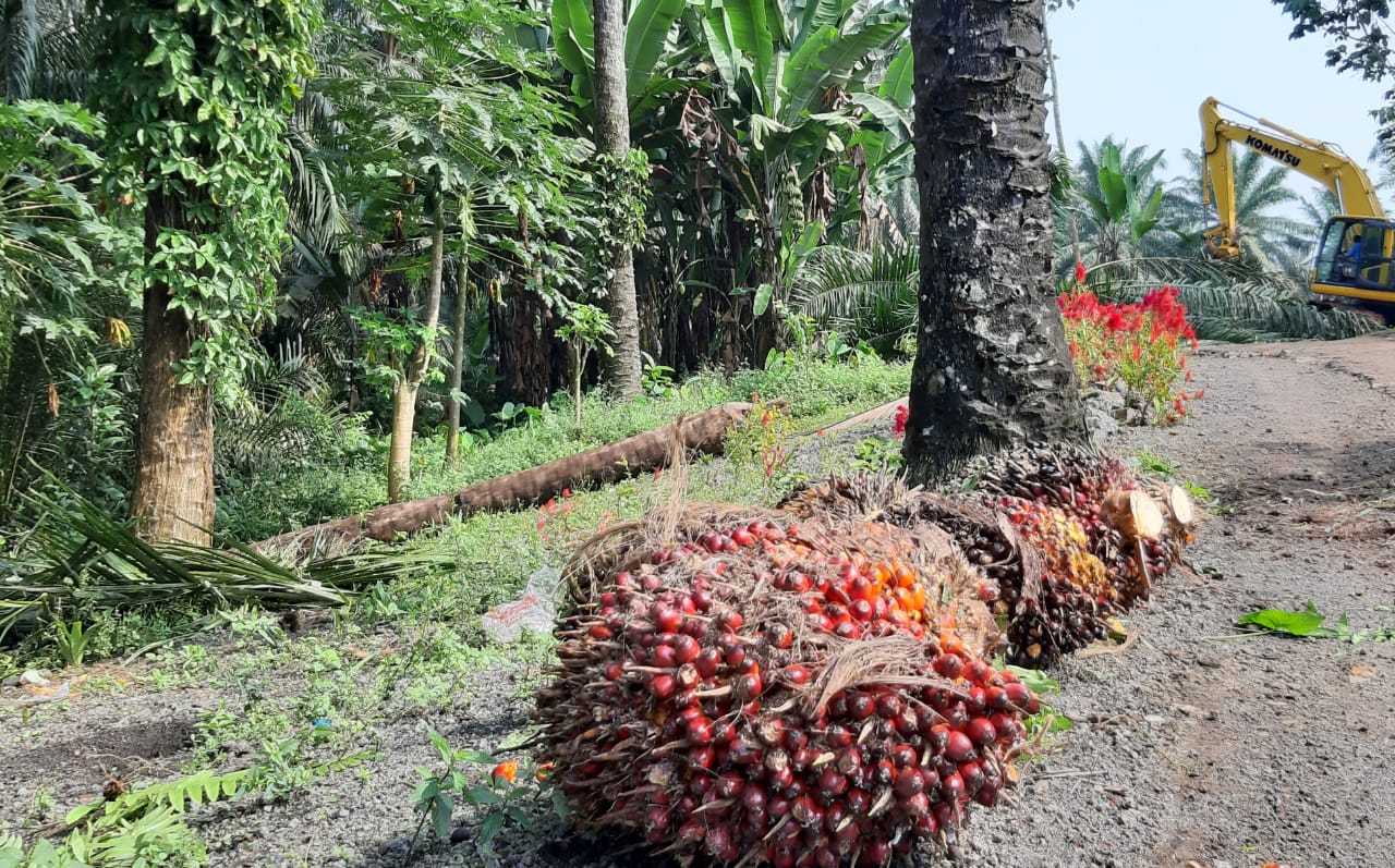 HARGA TINGGI HARUS JADI INSENTIF PERBAIKI TATA KELOLA SAWIT
