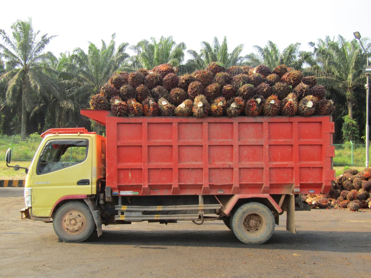 Harga TBS Sawit Plasma di Riau Melonjak Naik, Tembus Rp3.994 per Kg Pekan Ini