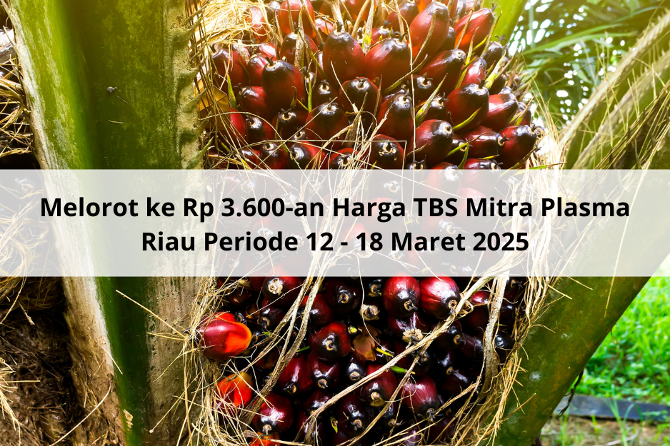 Melorot ke Rp 3.600-an Harga TBS Mitra Plasma Riau Periode 12 – 18 Maret 2025