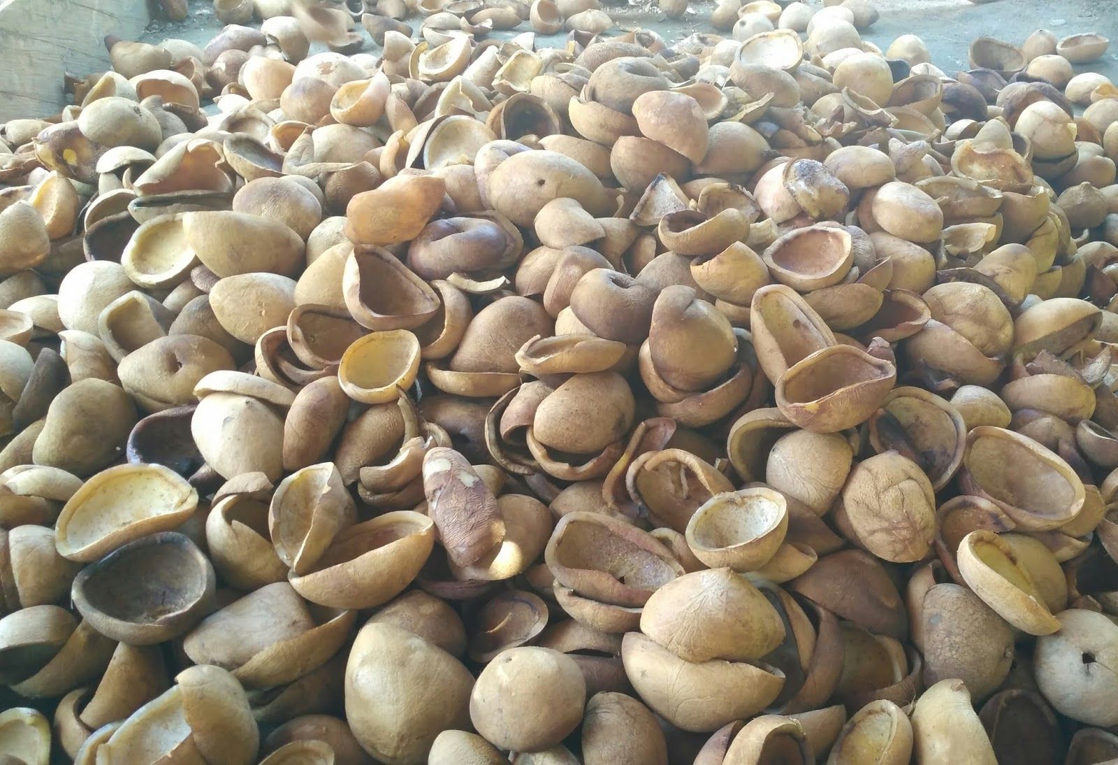 Harga Kopra Sebagian Wilayah Naik
