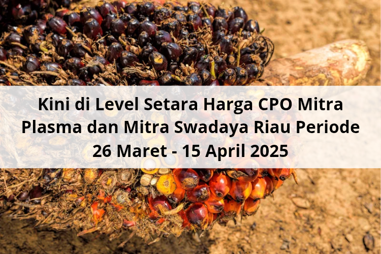 Kini di Level Setara Harga CPO Mitra Plasma dan Mitra Swadaya Riau Periode 26 Maret – 15 April 2025