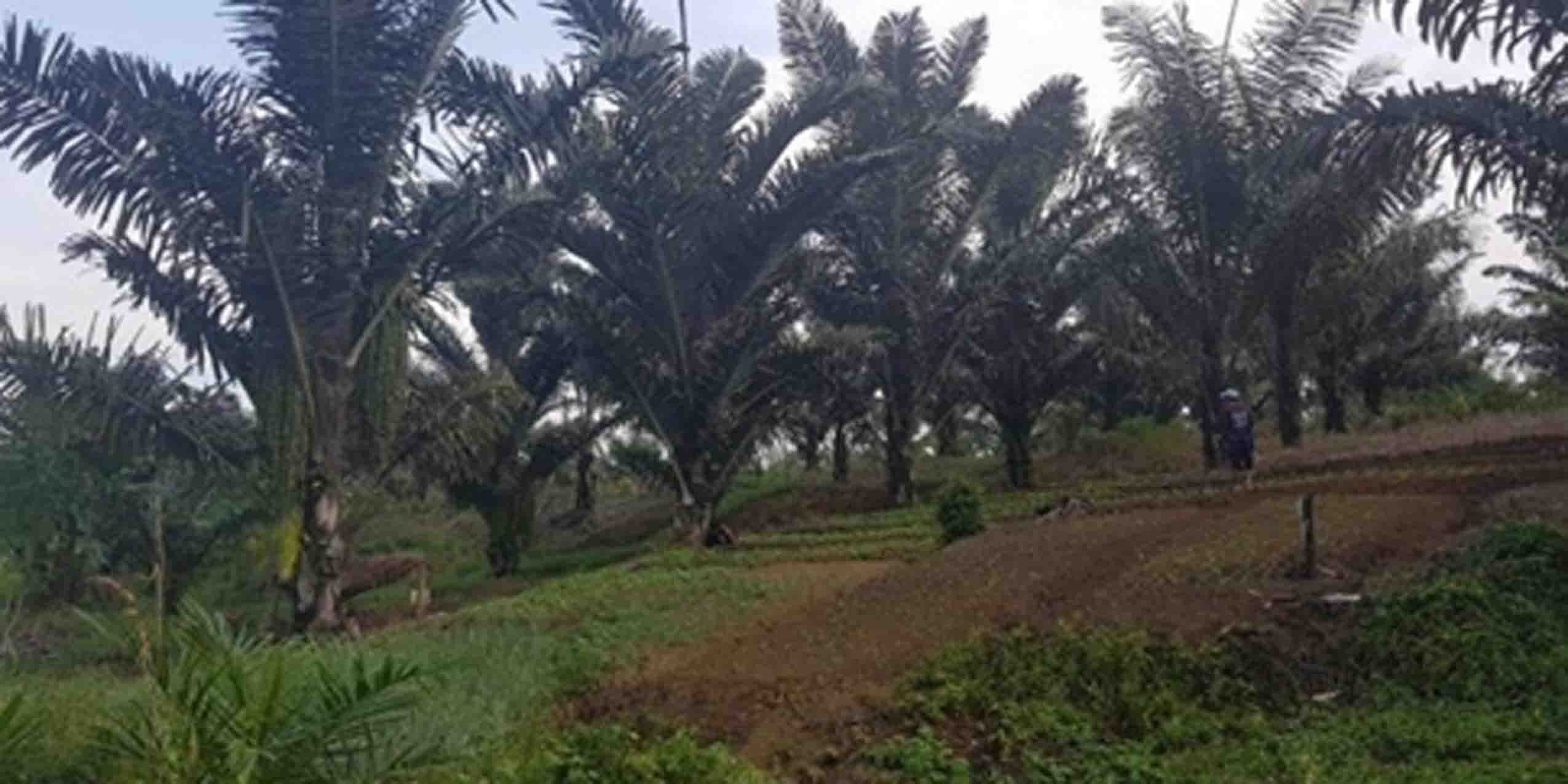 Aren, Dongkrak Ekonomi Petani dan Kaya Manfaat