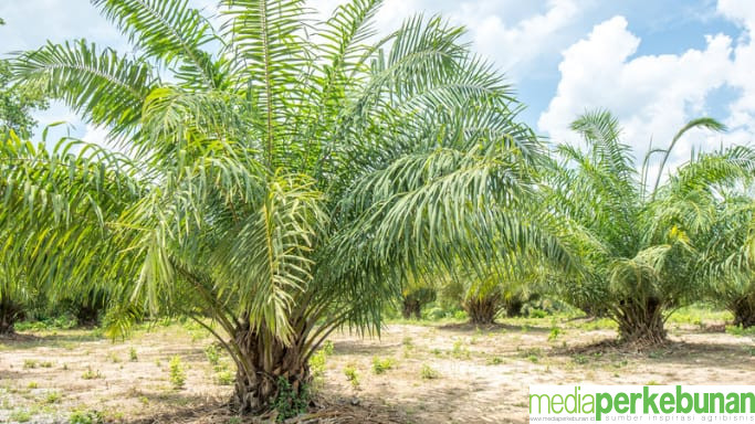 Tahapan Replanting Sawit: Mulai dari Pemilihan Bibit Unggul