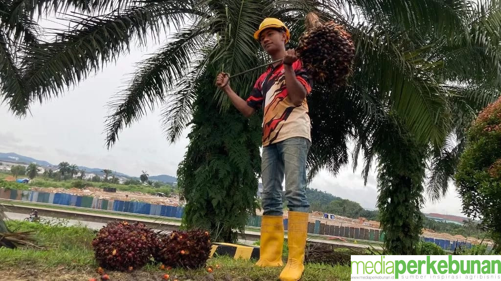 Perusahaan Perkebunan Sawit Malaysia Puji Keuletan Pekerja Asal Indonesia
