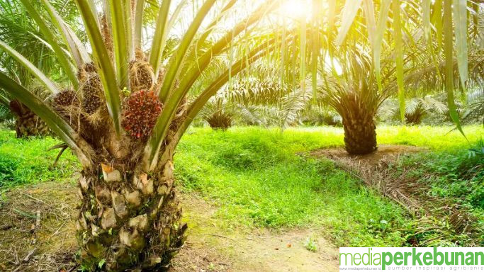 CPO dan Kernel Melonjak, Harga TBS Sawit Kaltim Meningkat 