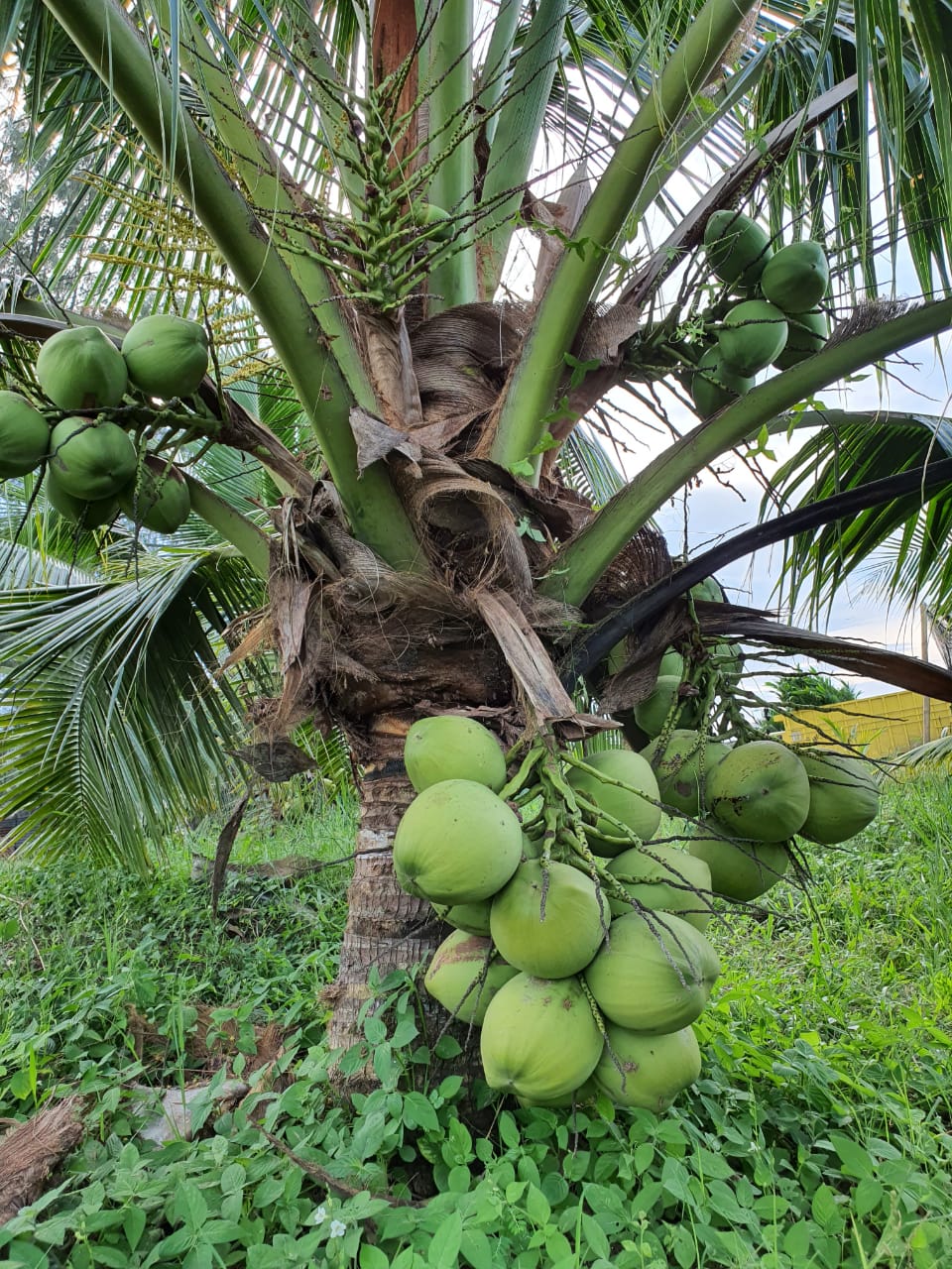 Penyediaan Bibit Kelapa Genjah Cukup Menggairahkan